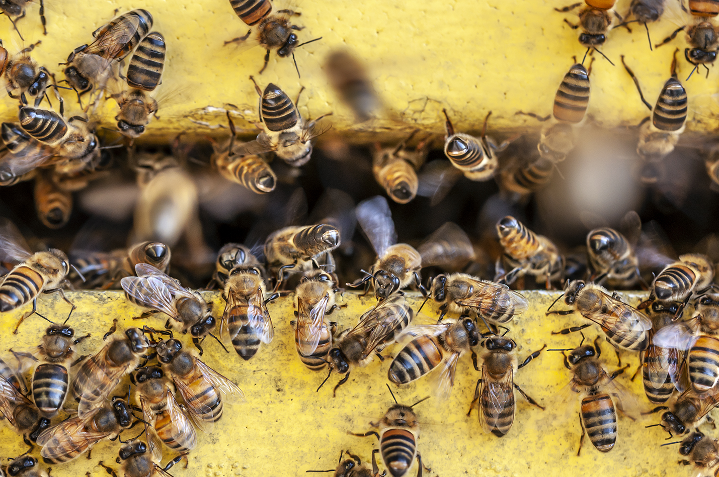 Bijen brengen honing naar de bijenkast