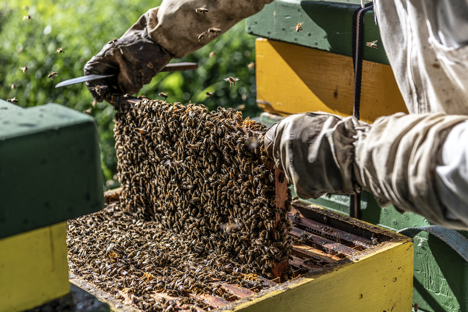 Imker Peter haalt een honingraat met bijen uit een bijenkast