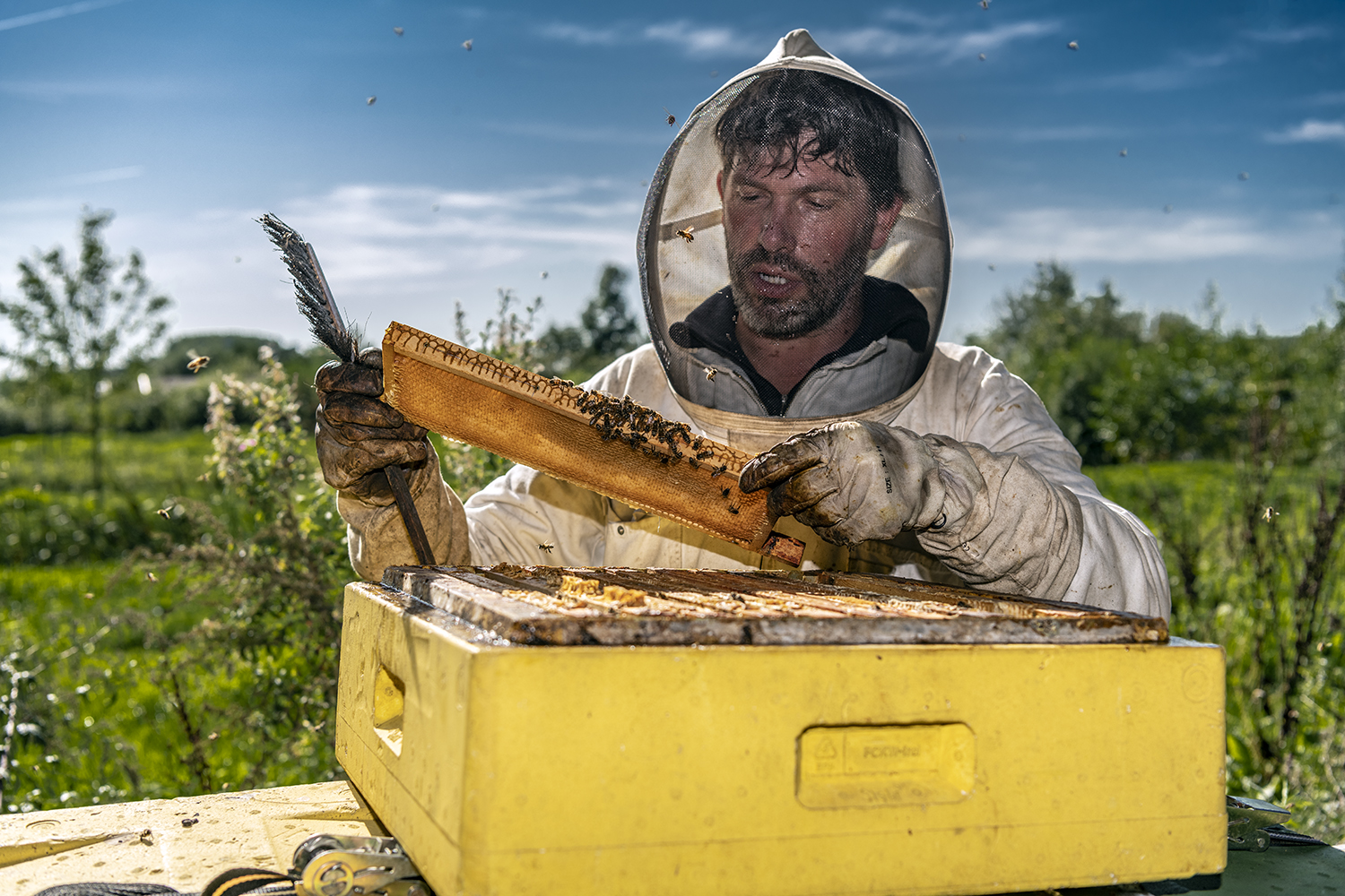 Peter the beekeeper cleans a honeycomb